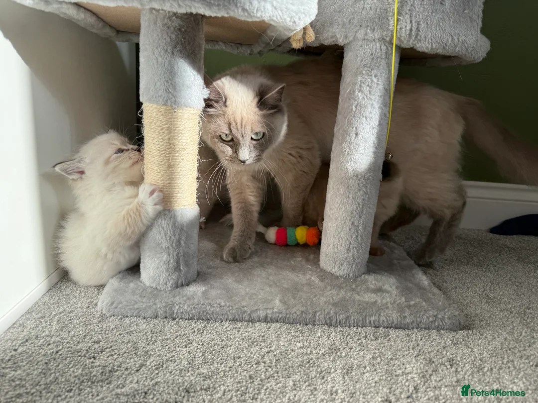 Ragdoll cats for sale:  Blue-Eyed Luxury Pedigree Kittens 🐾 in Grimsby - Advert 2