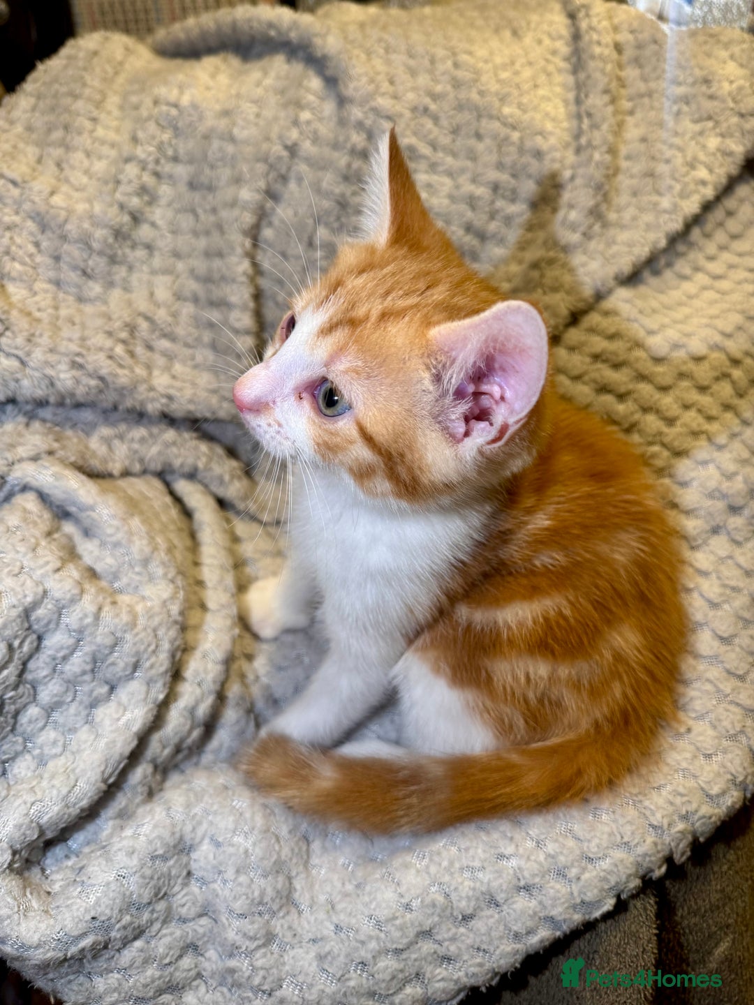 Domestic Shorthair cats for sale: Real life Garfield🤩 - Image 5