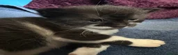British Shorthair cats for sale: 2 female kittens - Available now!  - Advert 5