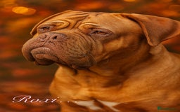 Dogue De Bordeaux dogs for sale: Beautiful KC Registered Dogue De Bordeaux Puppy’s. - Image 2