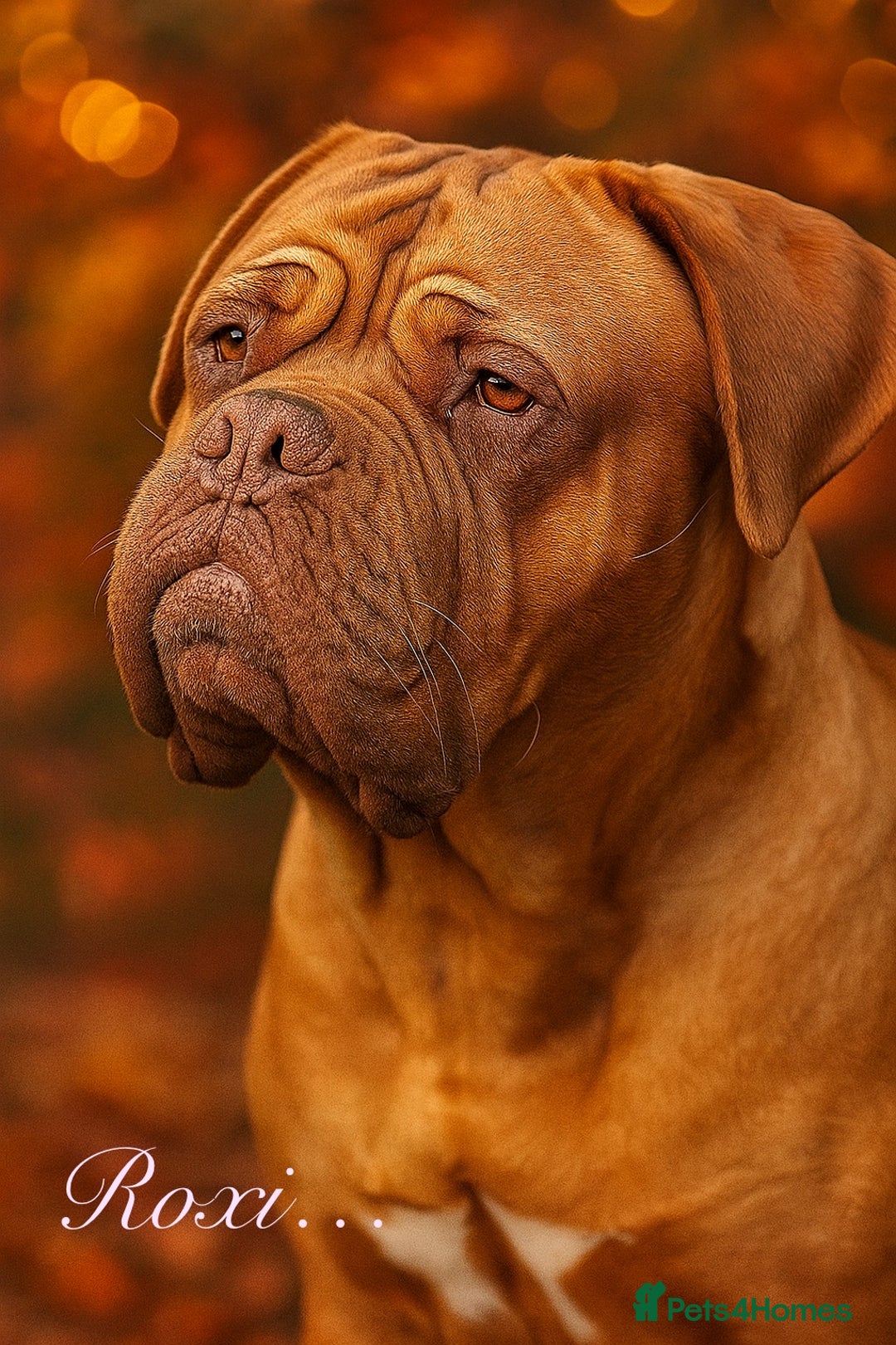 Dogue De Bordeaux dogs for sale: Beautiful KC Registered Dogue De Bordeaux Puppy’s. - Image 2