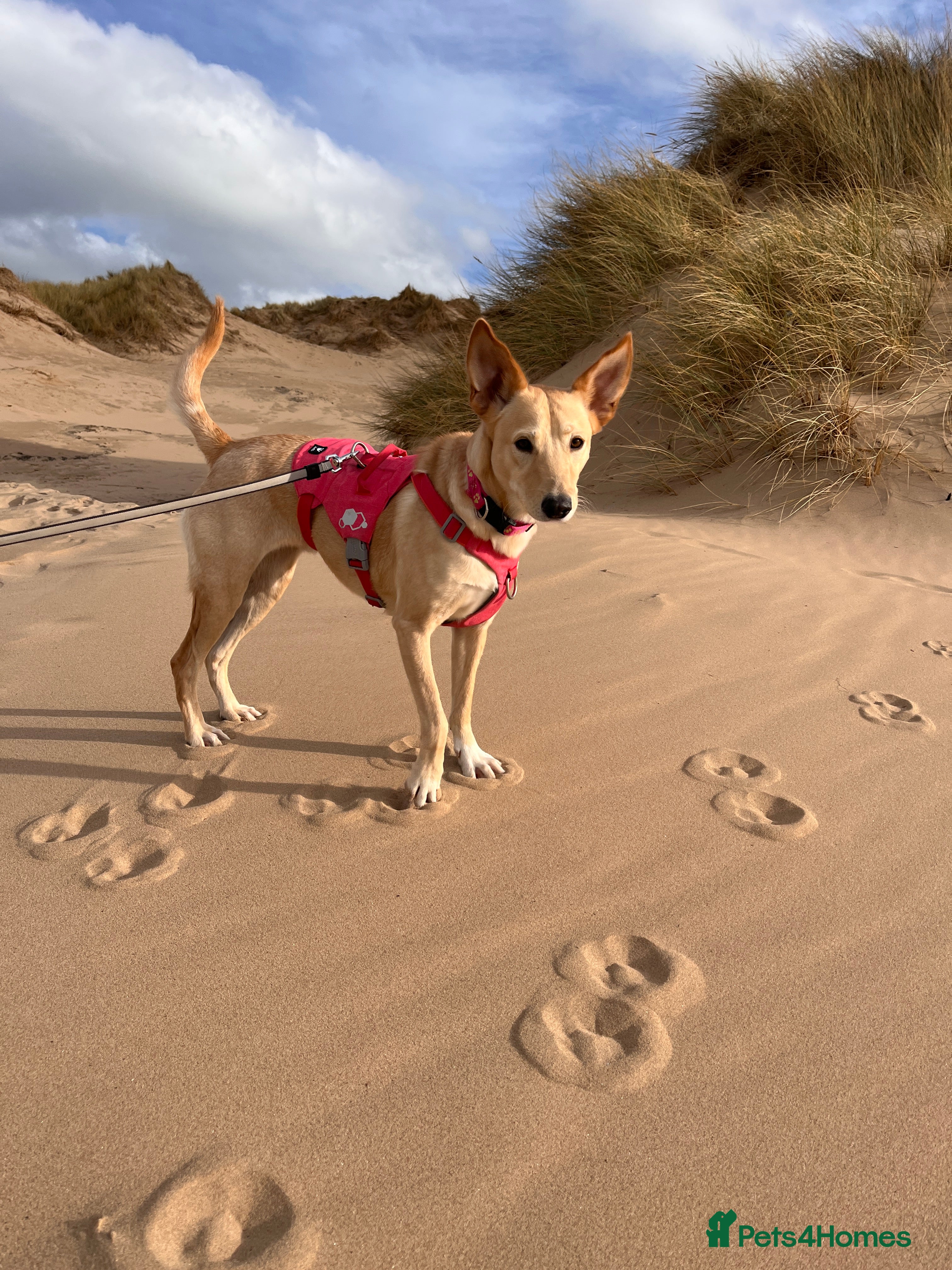 Mixed Breed dogs Amber is looking for her forever home - Advert 2