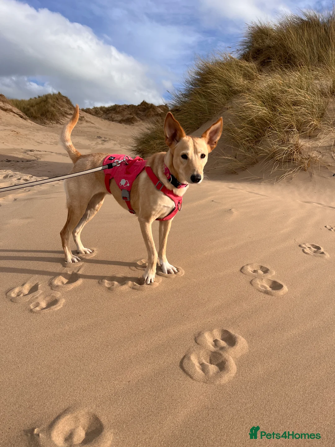 Mixed Breed dogs for adoption: Amber is looking for her forever home - Advert 2