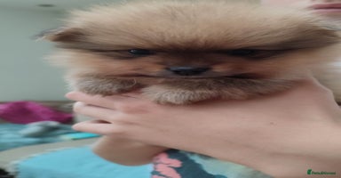 Pomeranian dogs - Advert 11