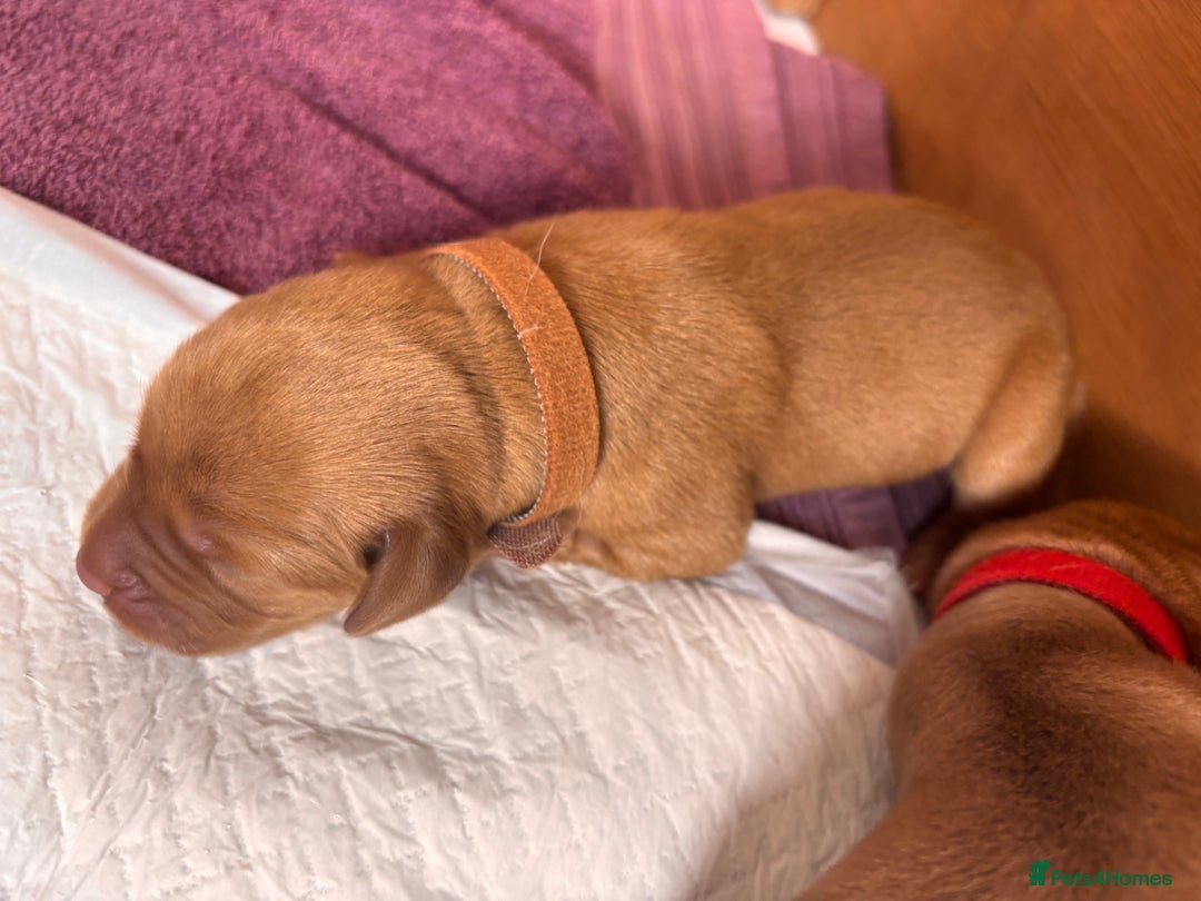 Labrador Retriever dogs for sale: KC Reg ‘Fox Red’ Labrador Retrievers  - Image 11