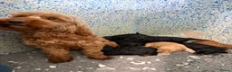 Cockapoo dogs for sale: F1b cockapoo puppies. Health tested parents.  - Advert 9