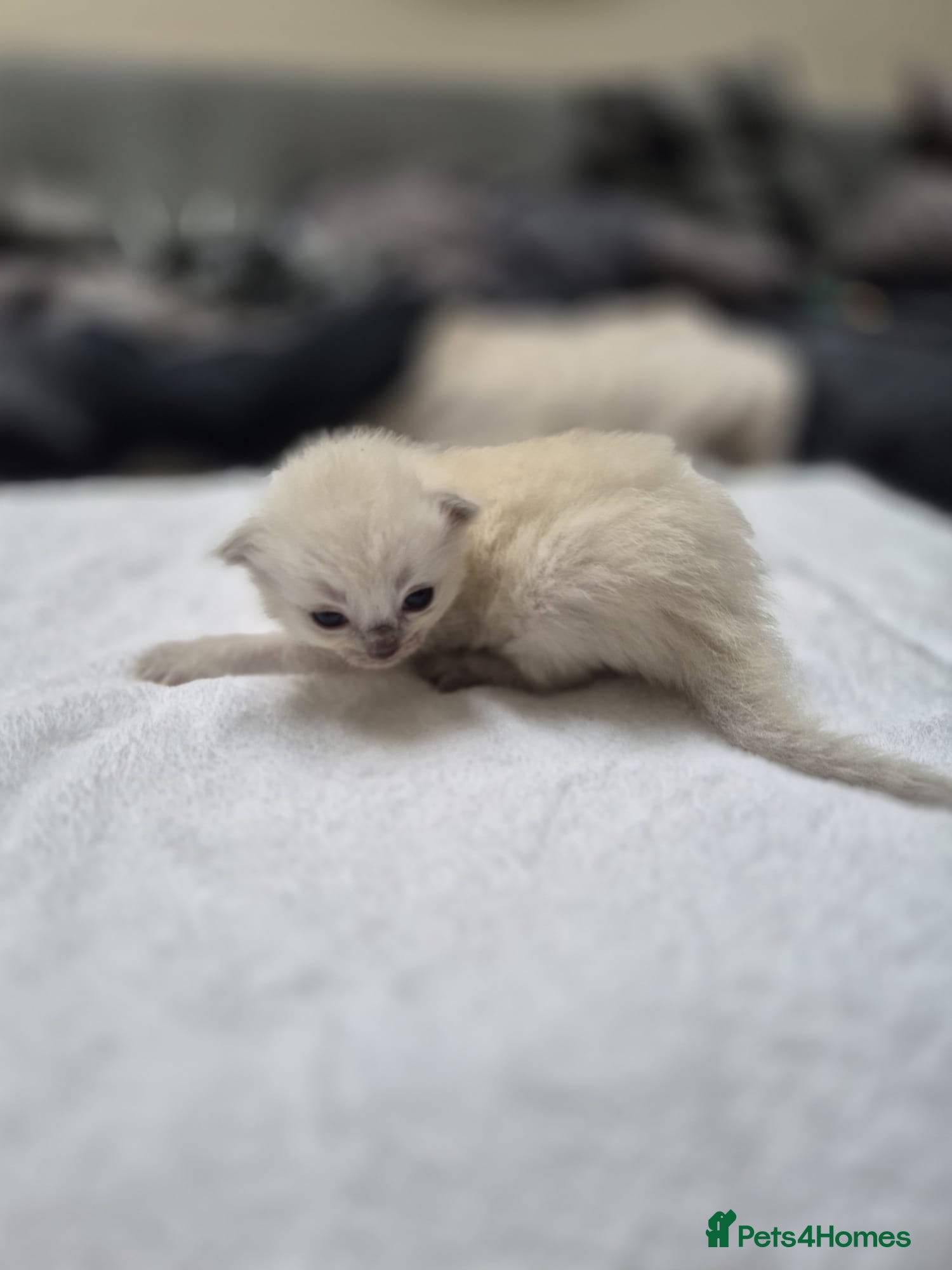 Ragdoll cats for sale: Beautiful Ragdoll Kittens Looking for Loving Homes - Advert 2