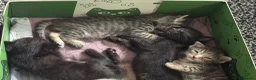 Mixed Breed cats for sale: Tabby kittens for sale - B31 - Advert 12