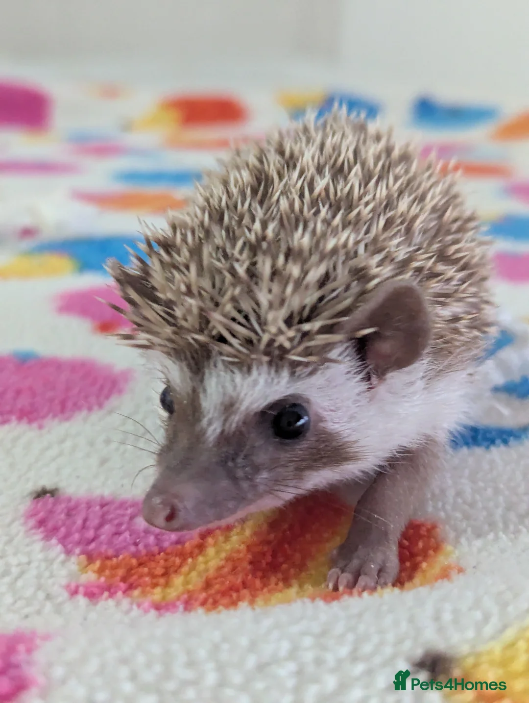Pygmy Hedgehog rodents for sale: Beautiful Hoglets Ready for 5* Homes - Advert 1