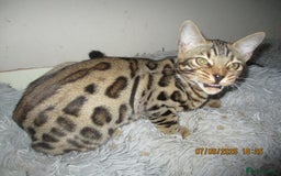 Bengal cats for sale: pedigree male bengals - Image 9