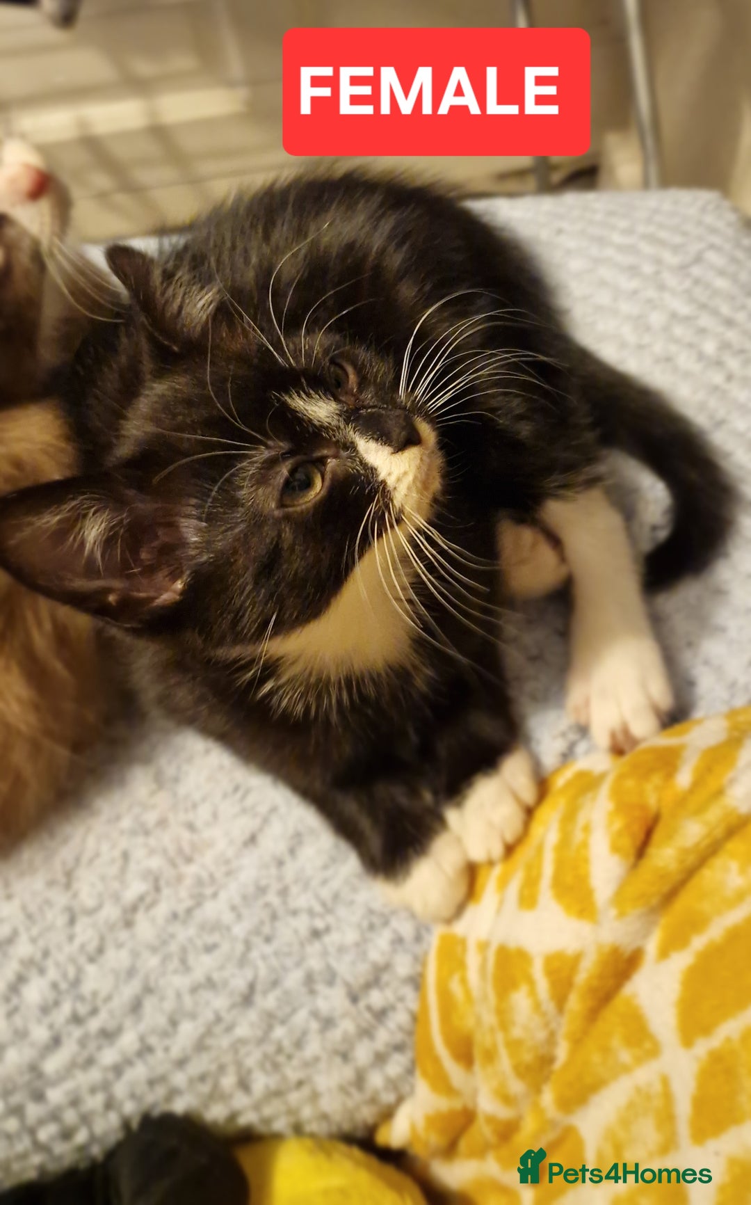 Mixed Breed cats for sale: Lovely Kittens  - Advert 12