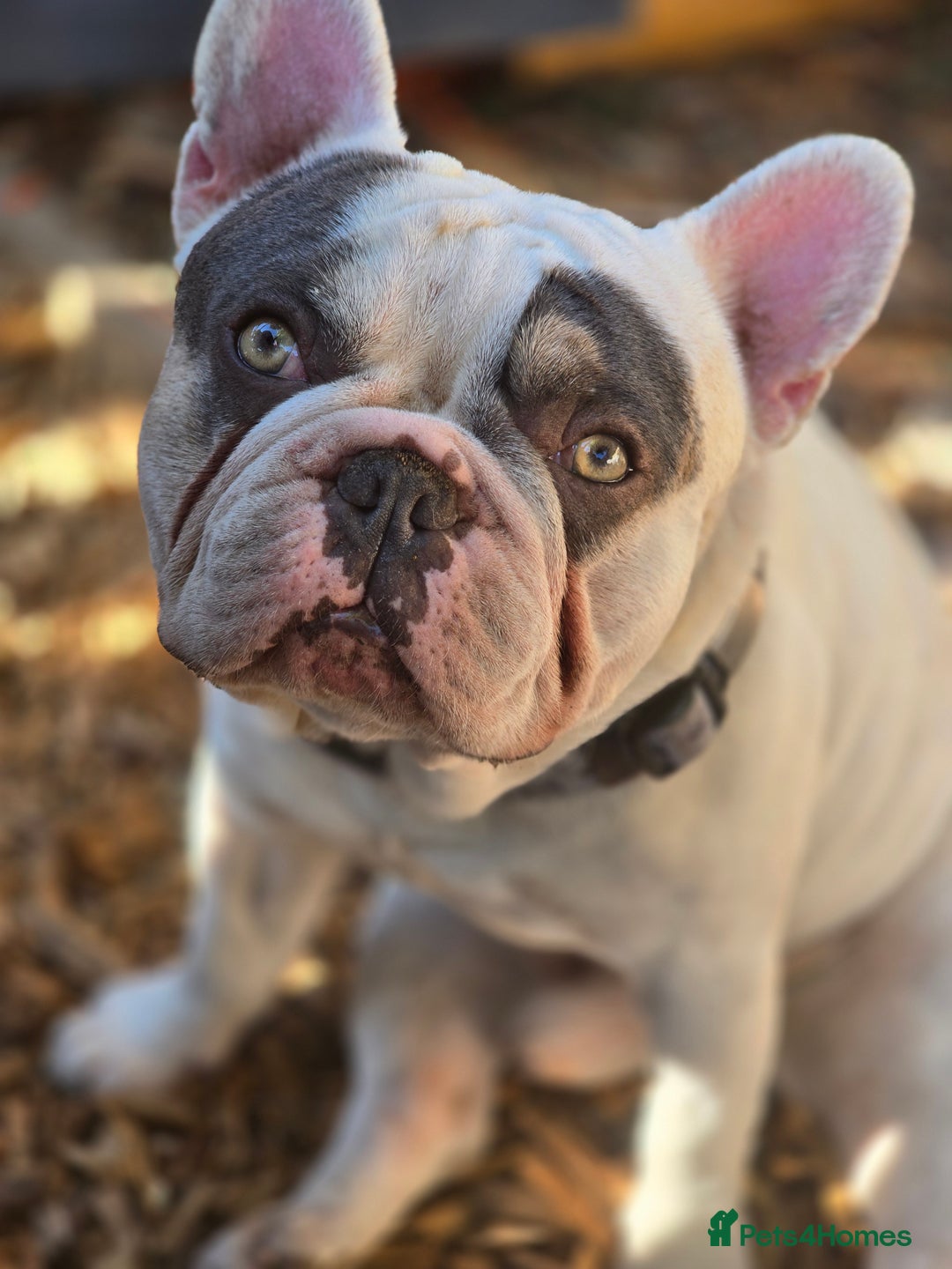 French Bulldog dogs for sale: Sad sale - Advert 3