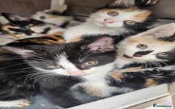 Persian cats for sale: Very beatifull mix breed/Persian kittens  - Image 11