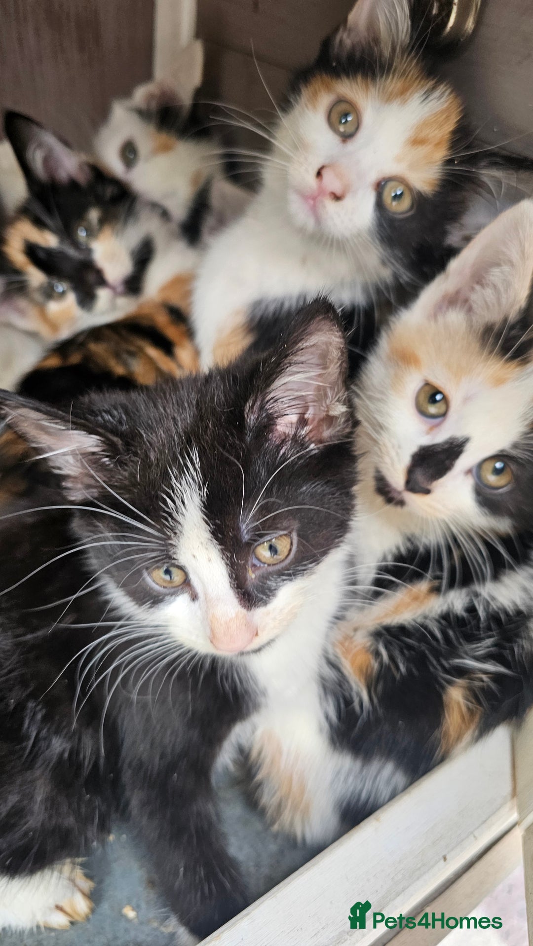 Persian cats for sale: Very beatifull mix breed/Persian kittens  - Image 11