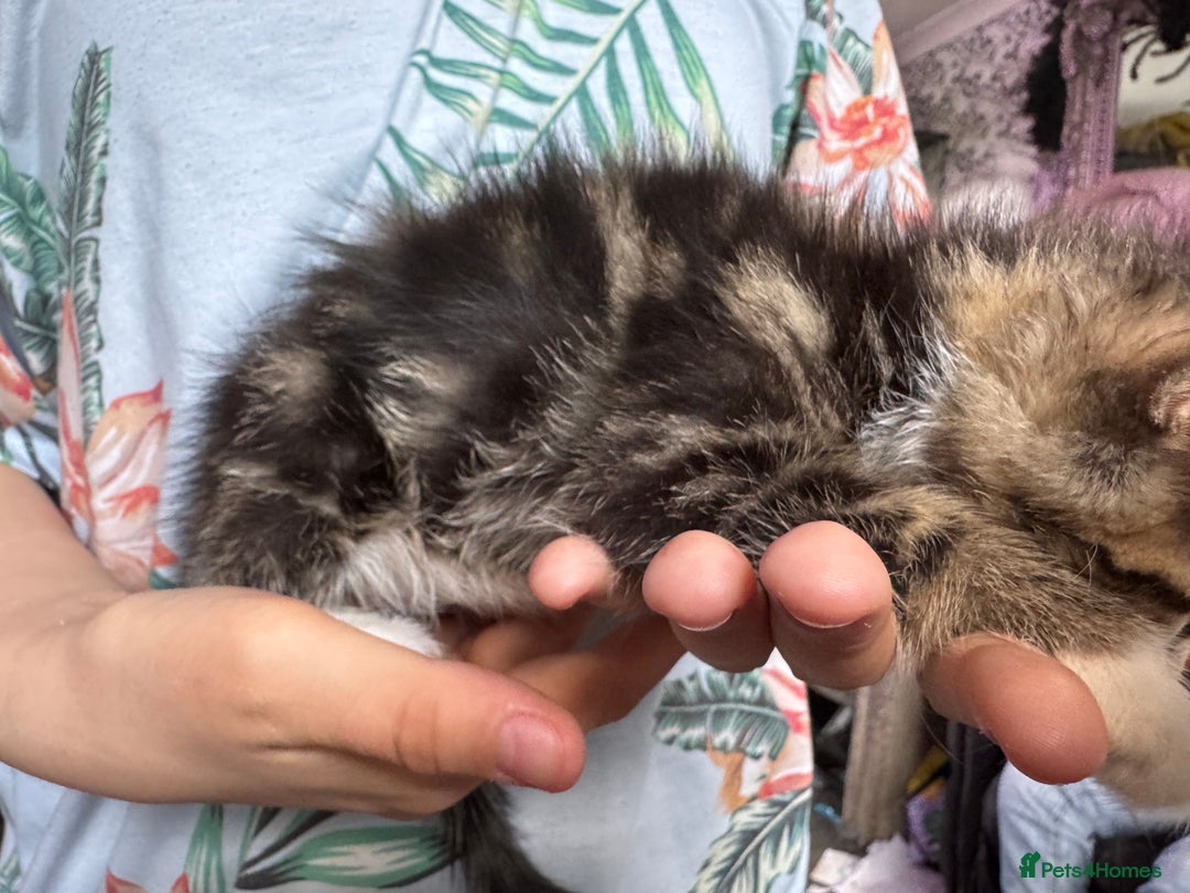 Mixed Breed cats for sale: 6 mixed kittens - Image 6