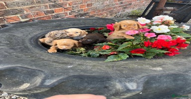 Cocker Spaniel dogs - Advert 2
