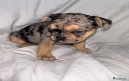 French Bulldog dogs for sale: French bulldog puppies fluffy carriers  - Image 14