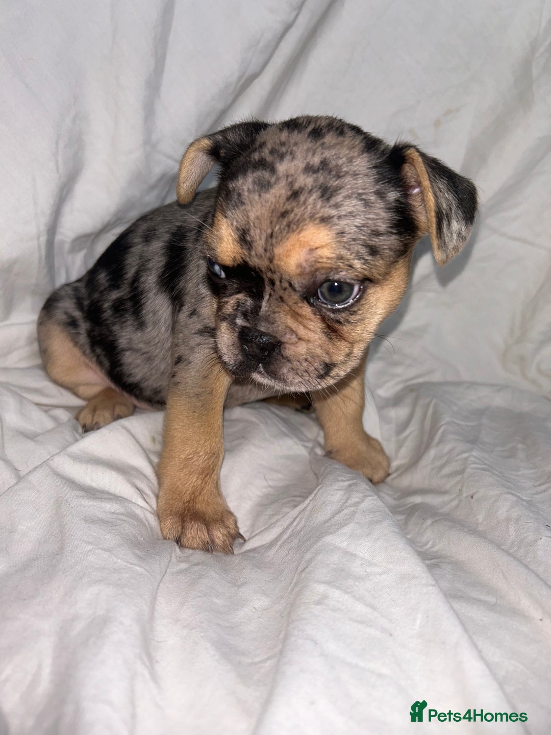 French Bulldog dogs for sale: French bulldog puppies fluffy carriers  - Image 14