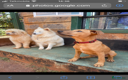 Mixed Breed dogs for adoption: Jimmy is looking for an amazing home - Image 14