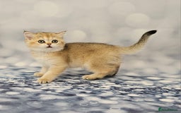 Scottish Fold cats for sale: Excellent Scottish fold kittens  - Image 11