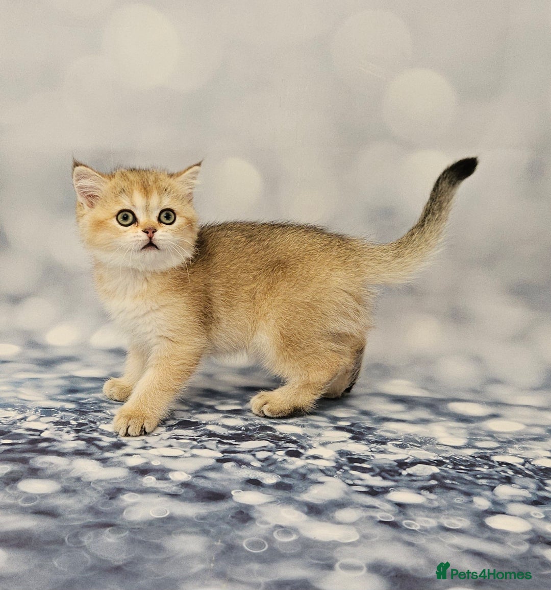 Scottish Fold cats for sale: Excellent Scottish fold kittens  - Image 11