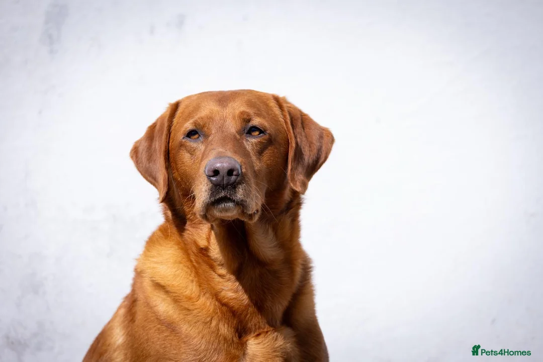 Labrador Retriever dogs for stud: Fox Red Labrador Stud - Jackson  - Advert 15