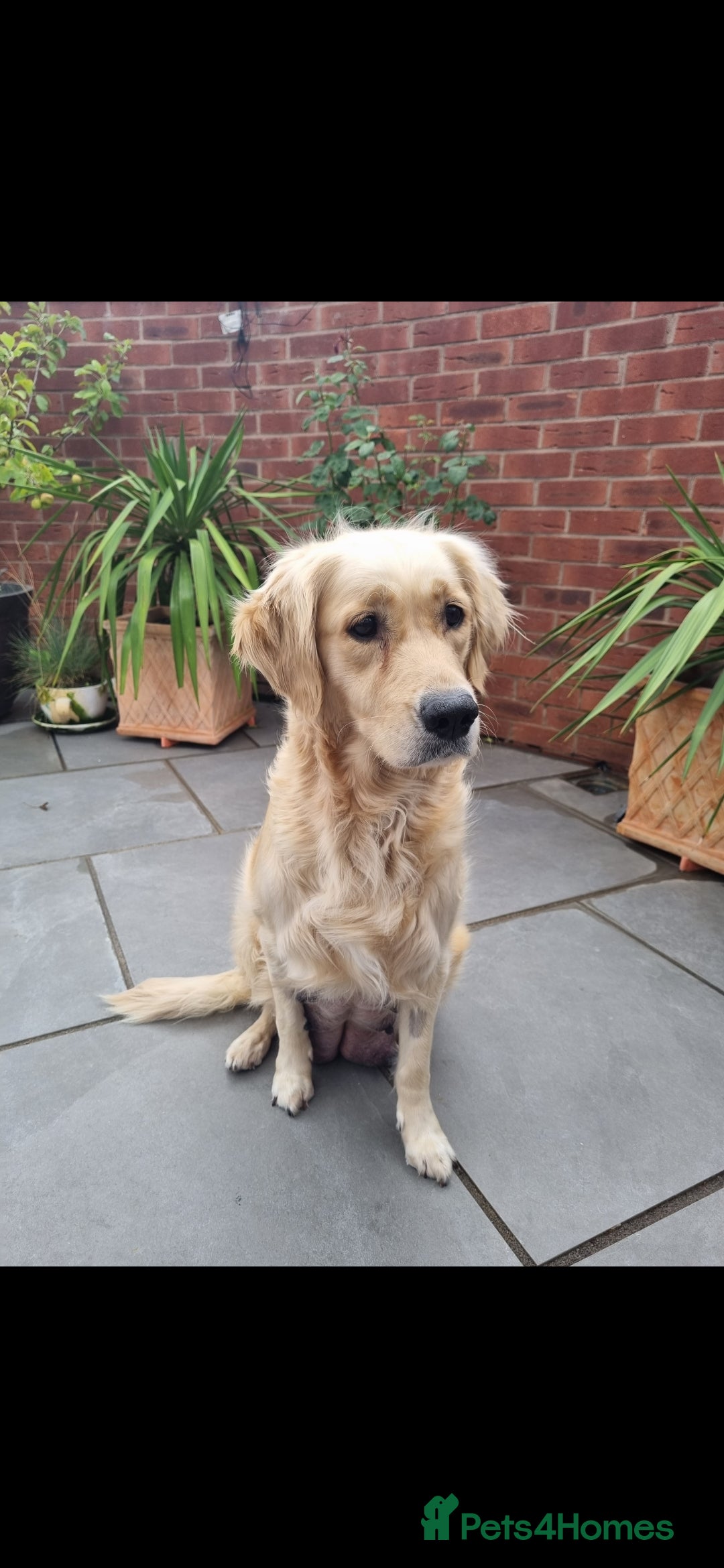 Golden Retriever dogs for sale: Adorable Golden Retriever Puppies - Image 18