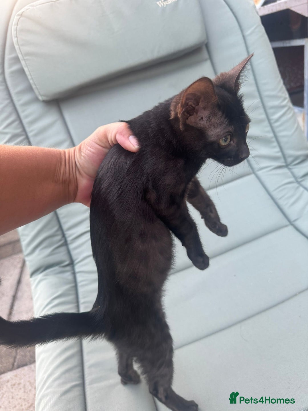 Savannah cats for sale: Beautiful melanistic Savannah - Image 3