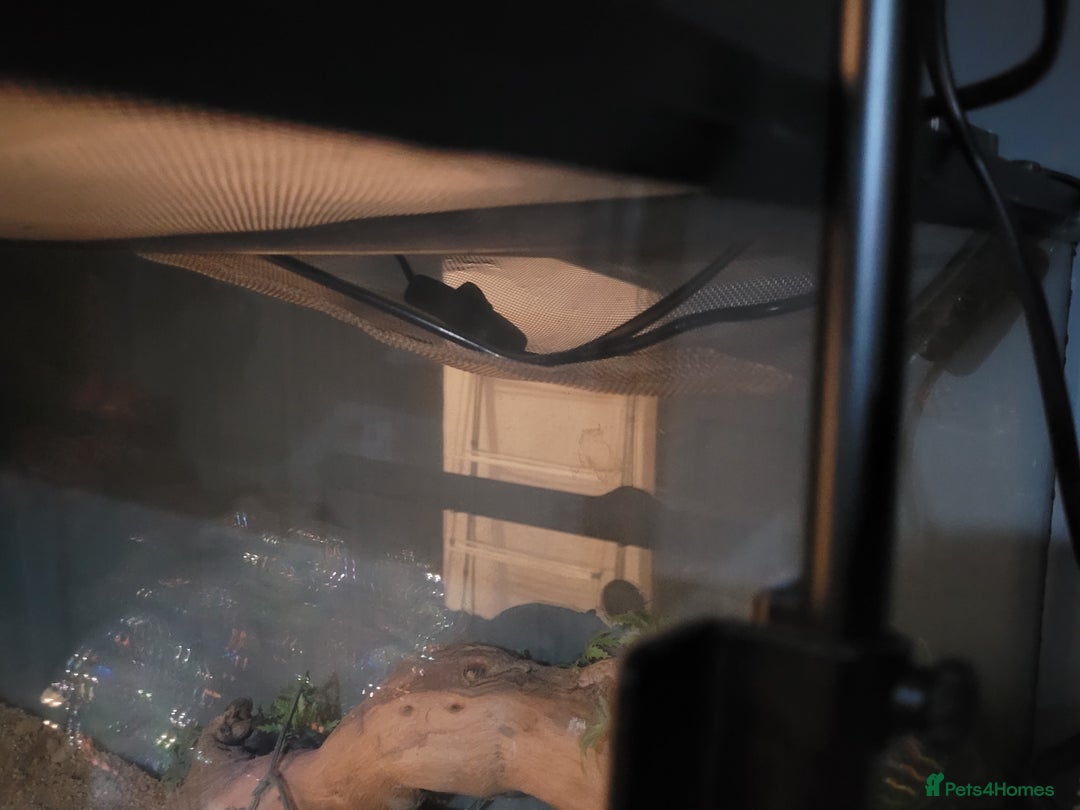 Bearded Dragon reptiles for sale: Female Dragon - Advert 2