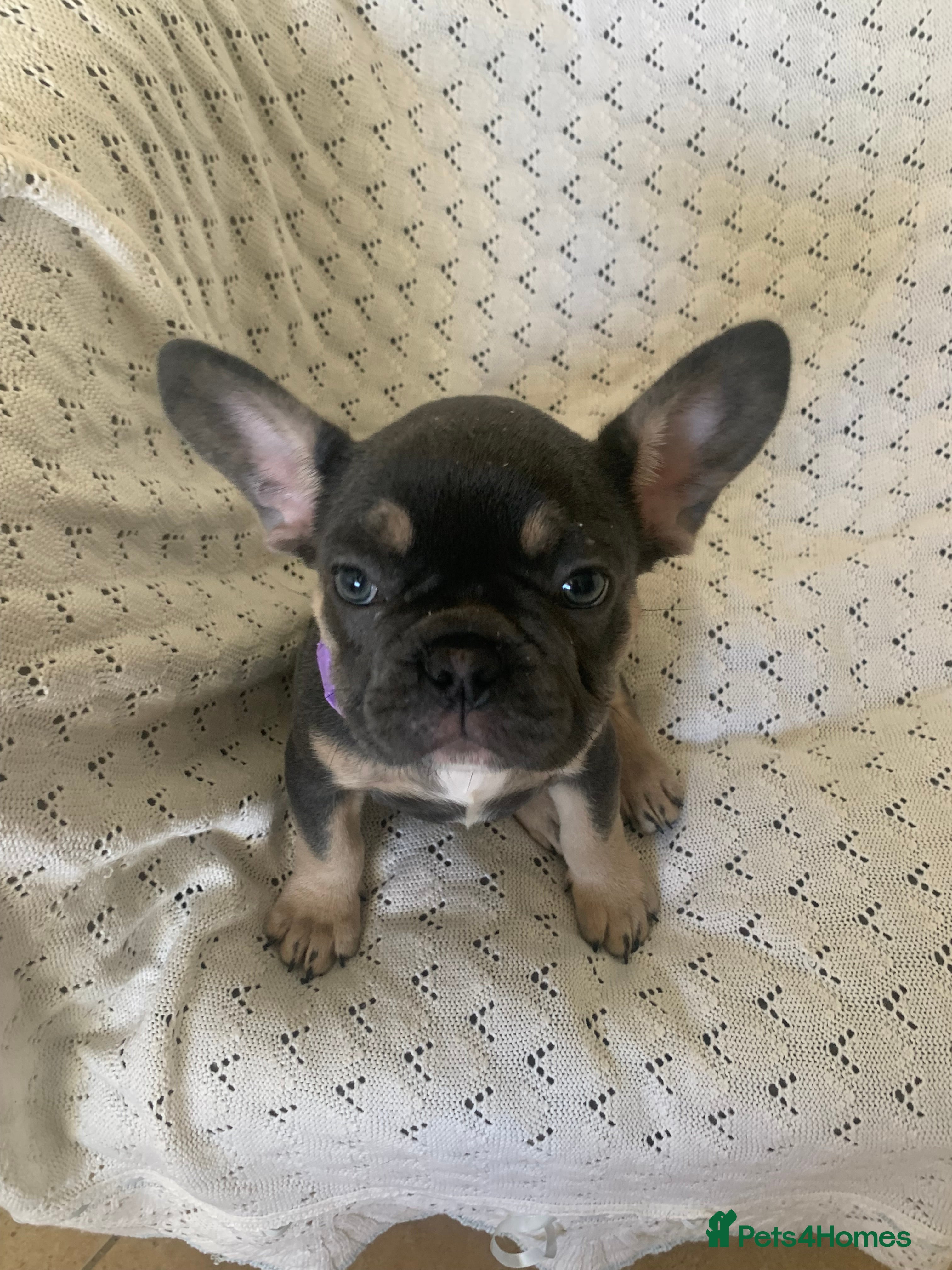 French Bulldog dogs Beautiful French Bulldogs  - Advert 13