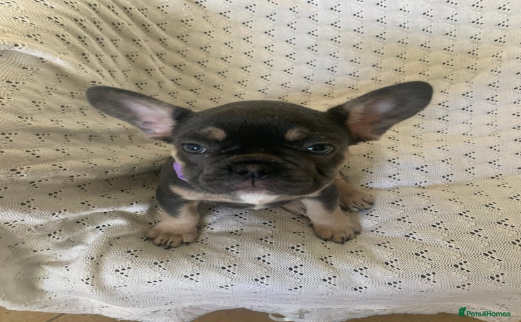 French Bulldog dogs - Advert 4