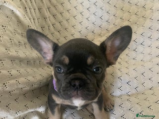 French Bulldog dogs - Advert 3