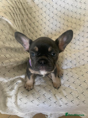 French Bulldog dogs - Advert 4