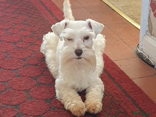 Miniature Schnauzer dogs in Dudley - Advert 7