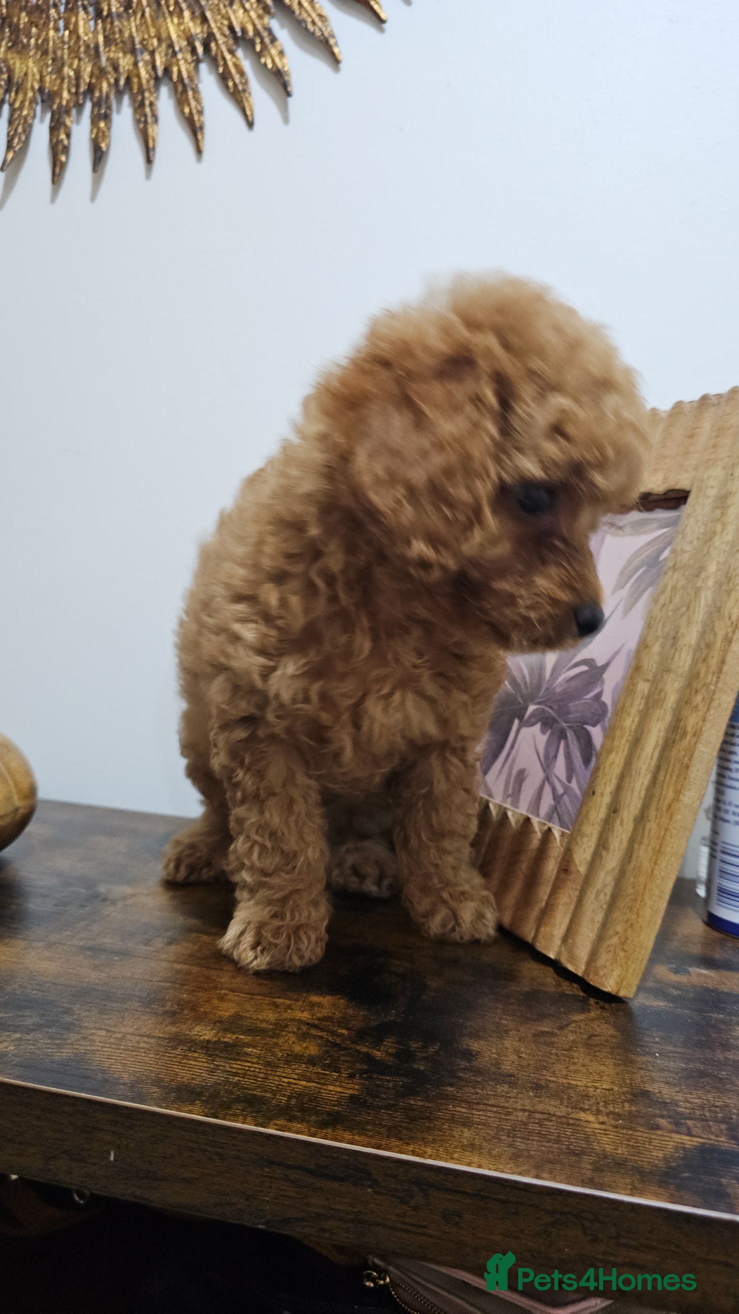 Cavapoo dogs Gorgeous Little Cavapoo Puppy  - Advert 6