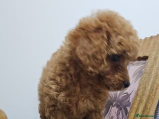 Cavapoo dogs Gorgeous Little Cavapoo Puppy - Advert 6