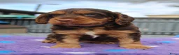 Cocker Spaniel dogs for sale: 🐶KC REGISTERED COCKER SPANIEL PUPPYS DUE SOON  - Advert 5