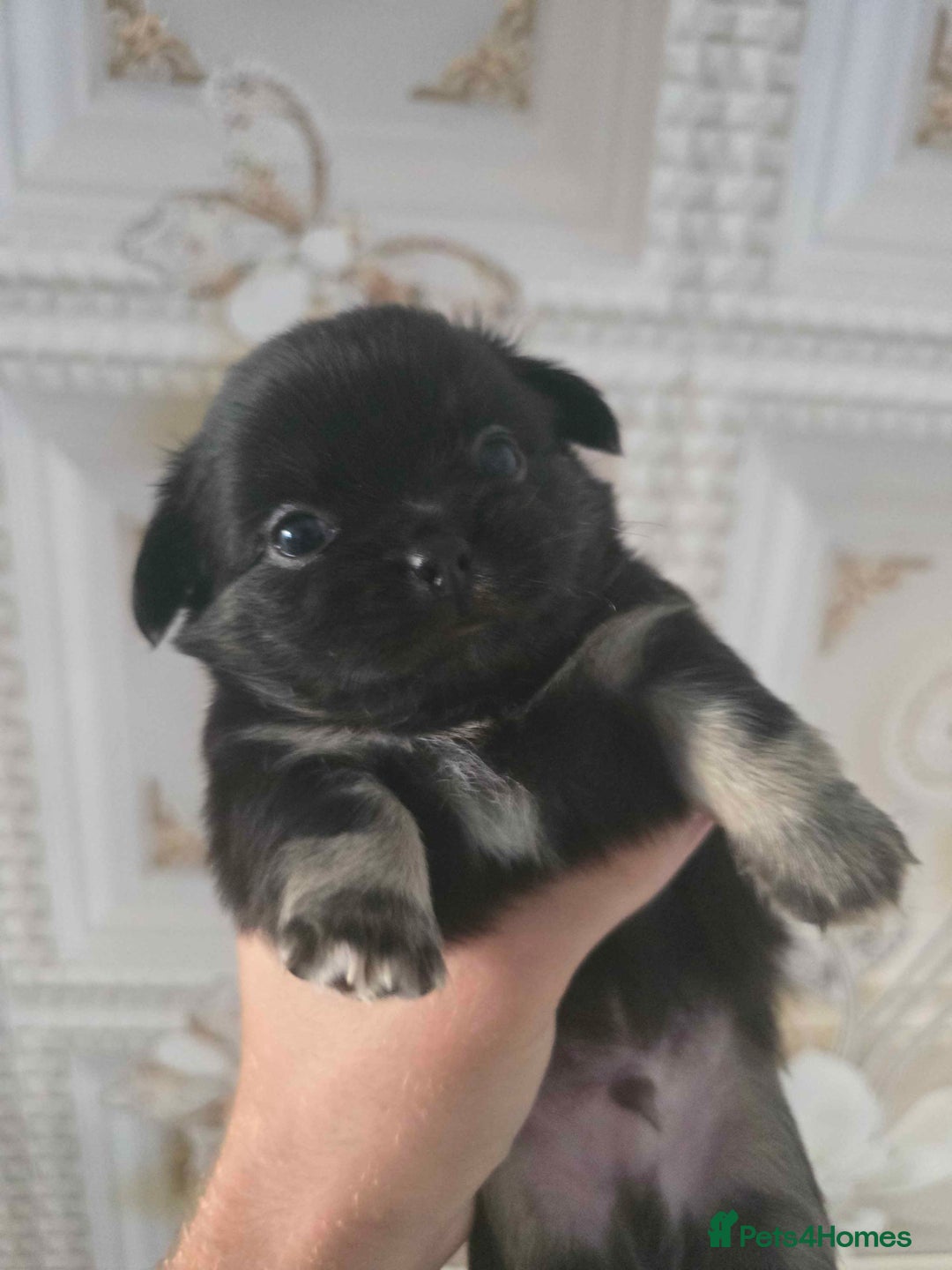 Chihuahua dogs for sale: 3 Adorable little princes chihuahua puppies - Image 17