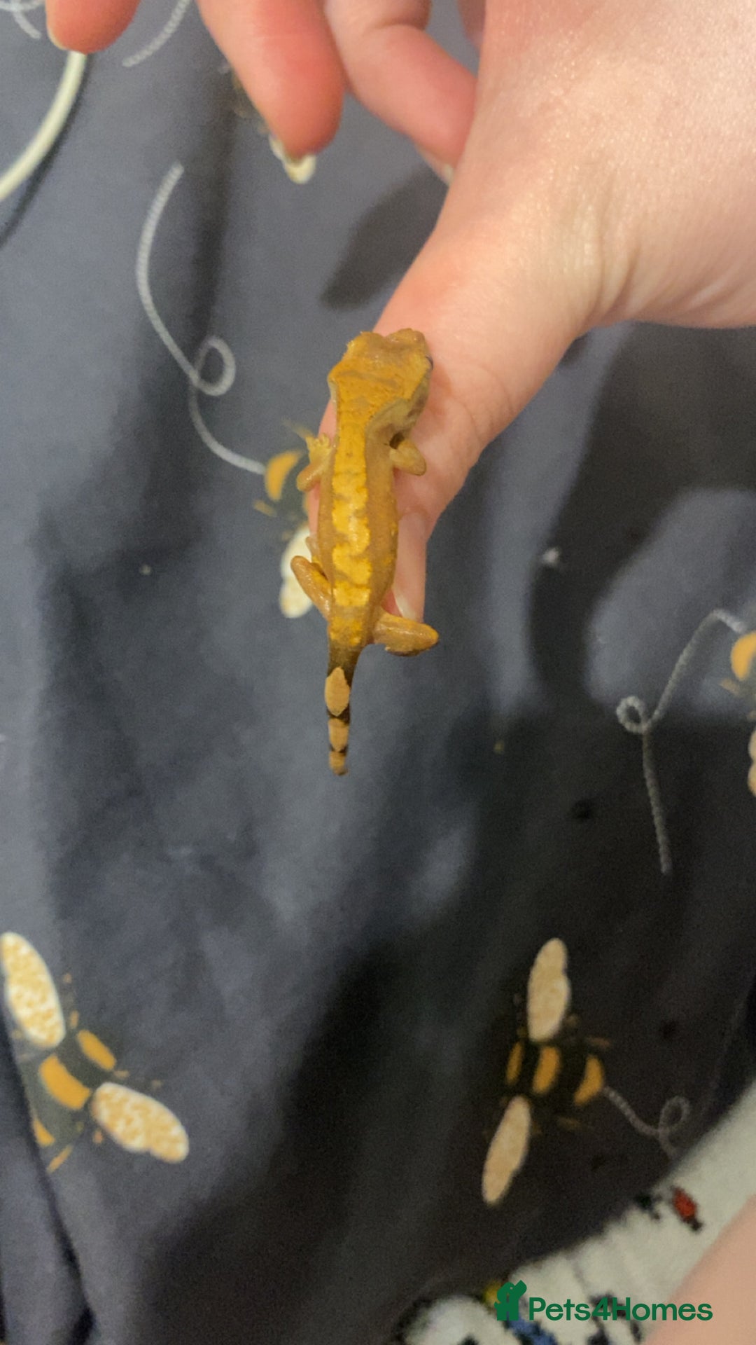 Gecko reptiles for sale: unsexed crested gecko ( NOT READY YET)  - Image 2