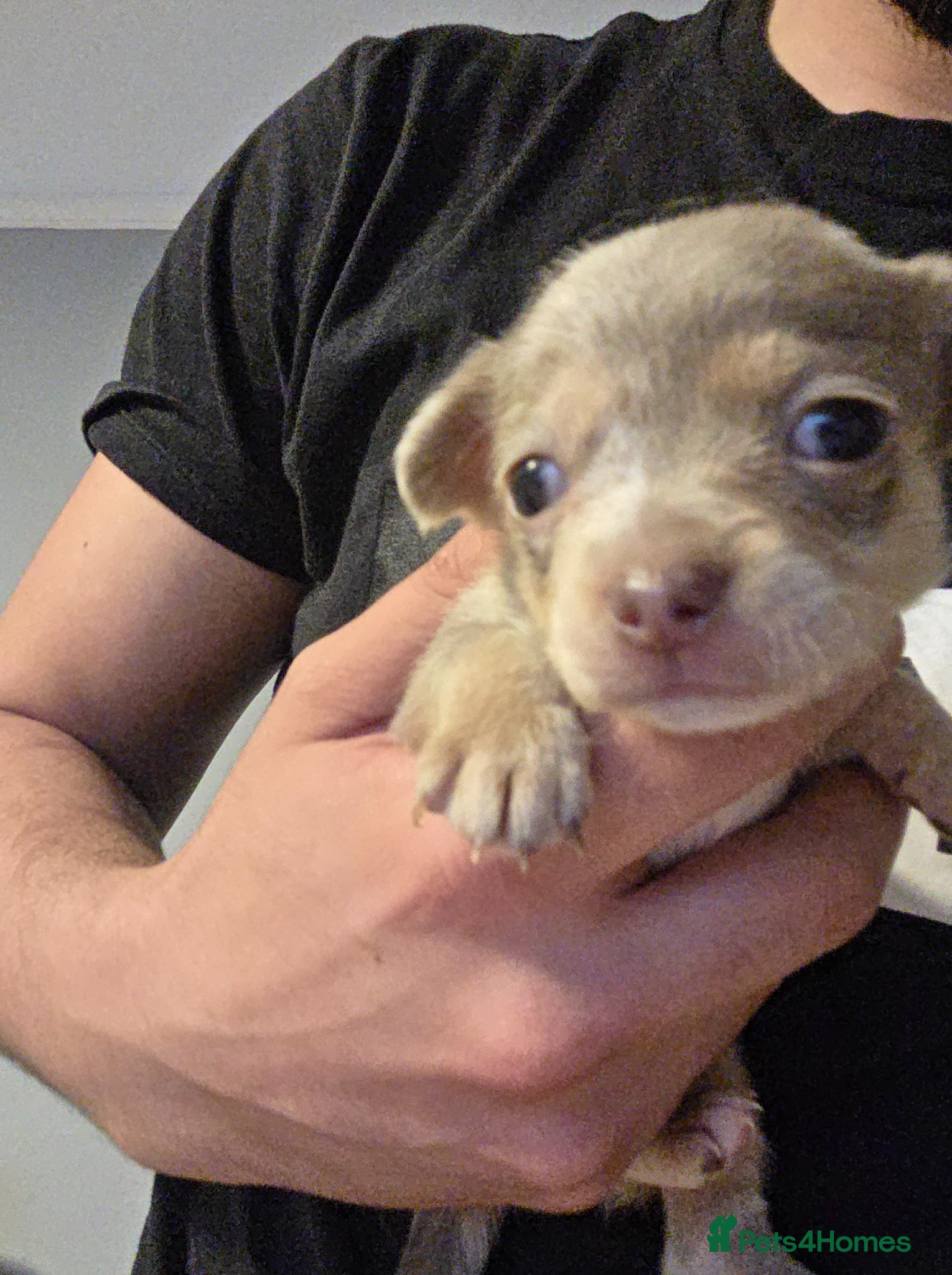 Chihuahua dogs for sale: Long & short haird chihuahua puppies  in Wirral - Advert 24