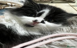 Mixed Breed cats for sale: Cute British Mix Kittens Looking for New Homes - Image 7