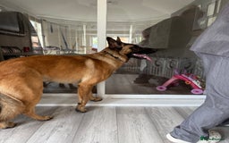 Mixed Breed dogs for sale: German shepherd/ Belgium Malinois  - Image 3