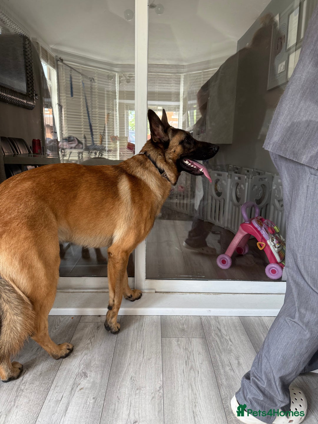 Mixed Breed dogs for sale: German shepherd/ Belgium Malinois  - Image 3