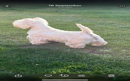 West Highland Terrier dogs for sale: !!CHAMPION LINES!! West highland terriers  - Image 11