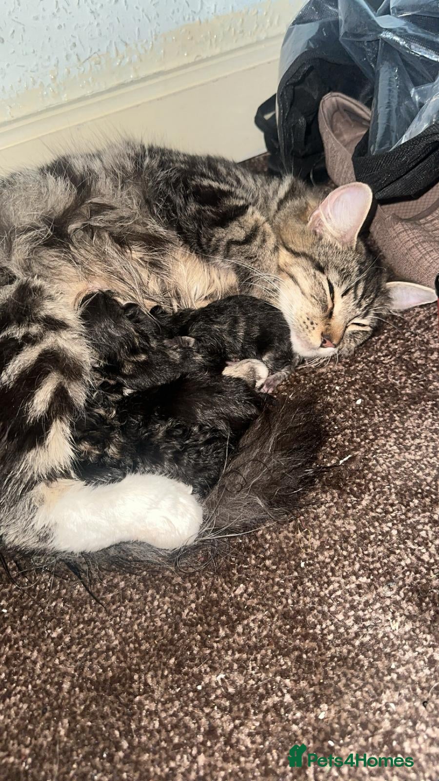 Mixed Breed cats mixed tabby kittens - Advert 4