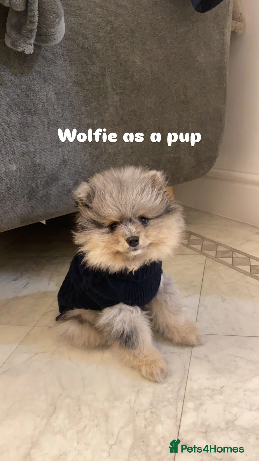 Pomeranian dogs for stud: Merle Pomeranian Stud  in Liverpool - Advert 10