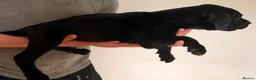 Mixed Breed dogs for sale: Cane Corso - Advert 6