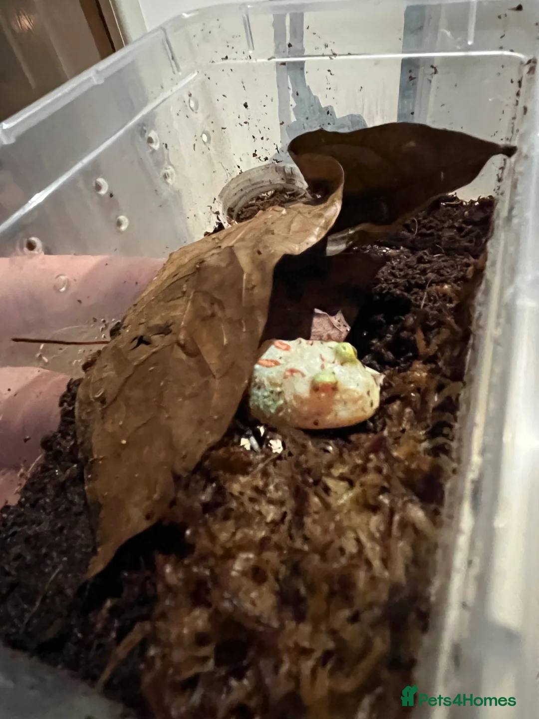 Frog reptiles for sale: Baby PAC Man frogs - Advert 4