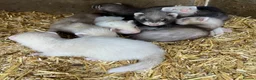 Ferret rodents for sale: Ferrets (kits)  - Advert 1
