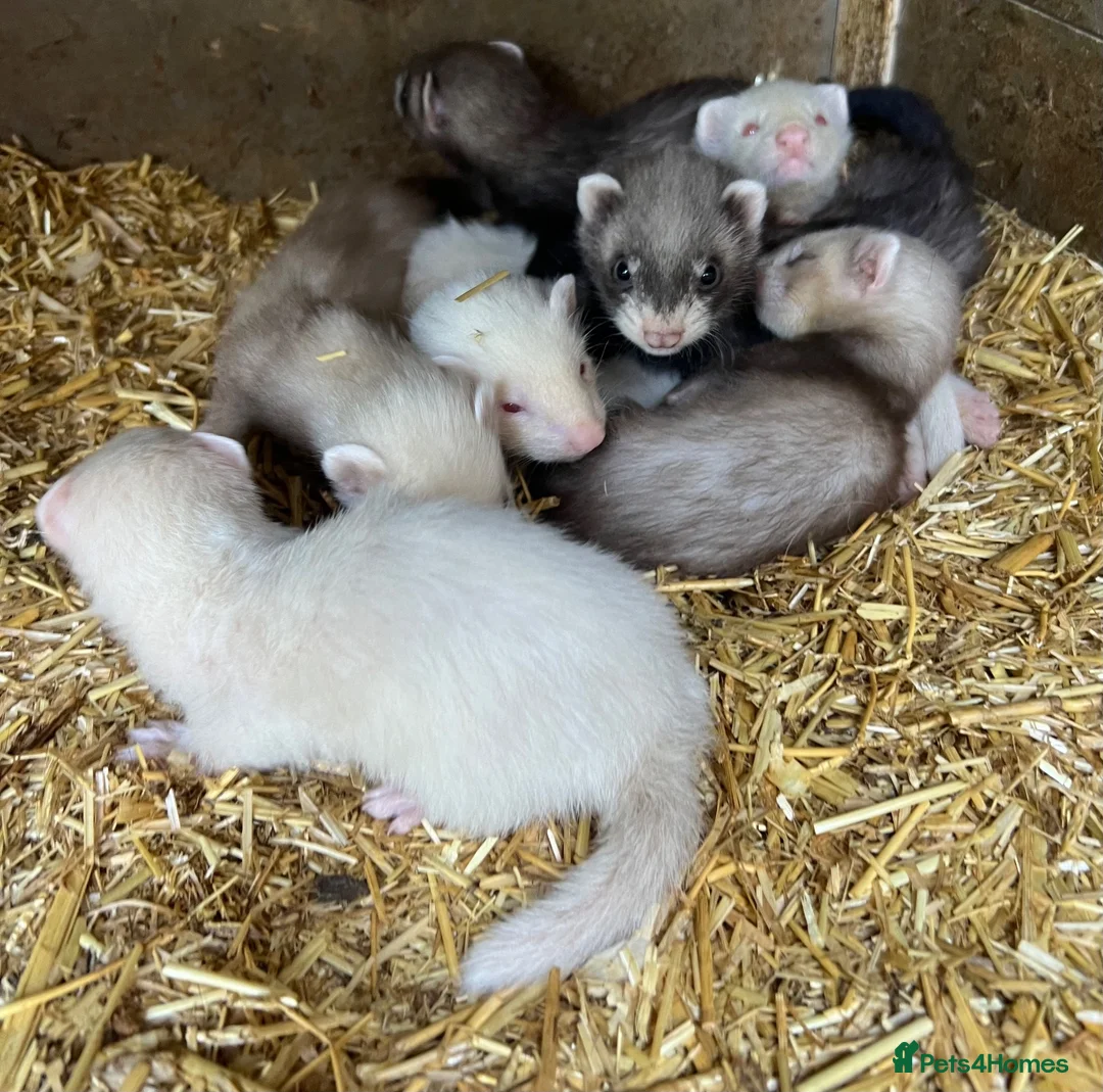 Ferret rodents for sale: Ferrets (kits)  - Advert 1